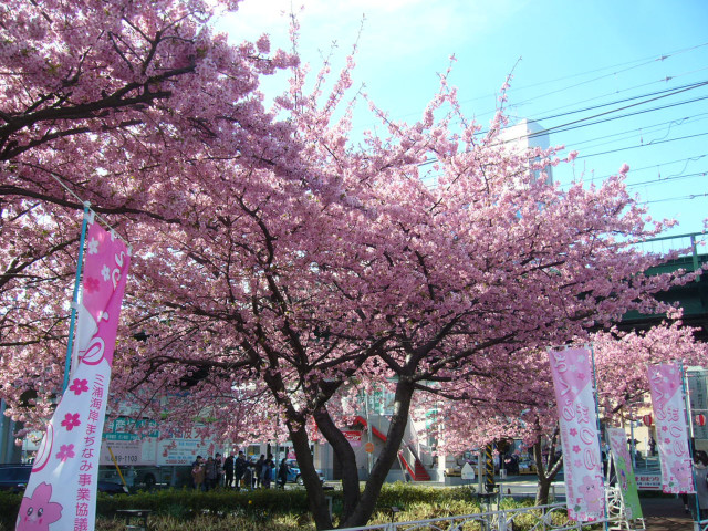三浦海岸桜まつり（お花見）